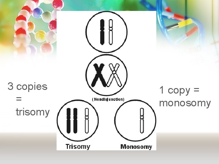 3 copies = trisomy 1 copy = monosomy 