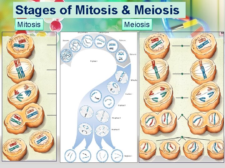 Stages of Mitosis & Meiosis Mitosis Meiosis 