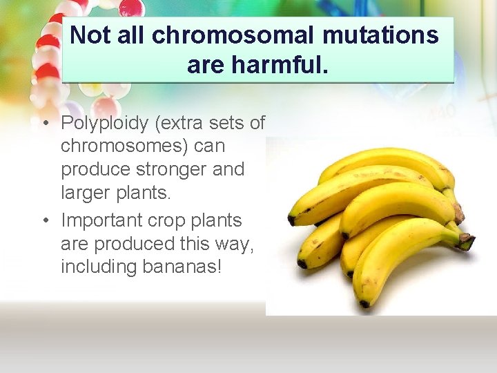 Not all chromosomal mutations are harmful. • Polyploidy (extra sets of chromosomes) can produce