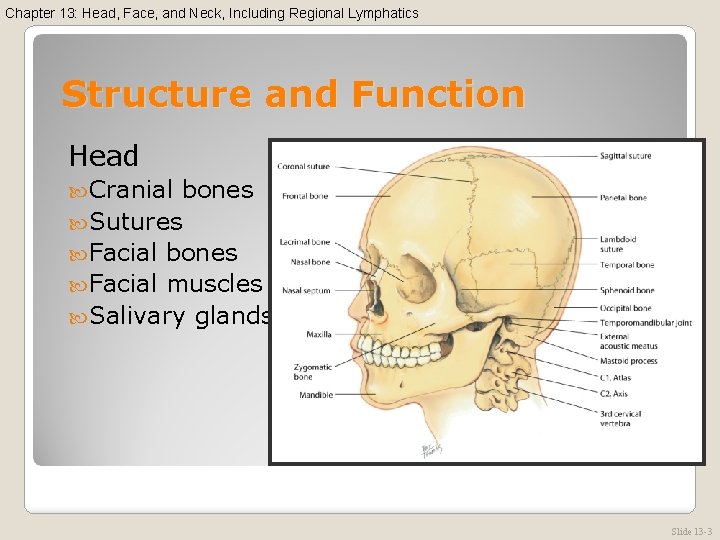 Chapter 13: Head, Face, and Neck, Including Regional Lymphatics Structure and Function Head Cranial