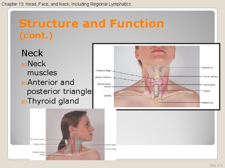 Chapter 13: Head, Face, and Neck, Including Regional Lymphatics Structure and Function (cont. )