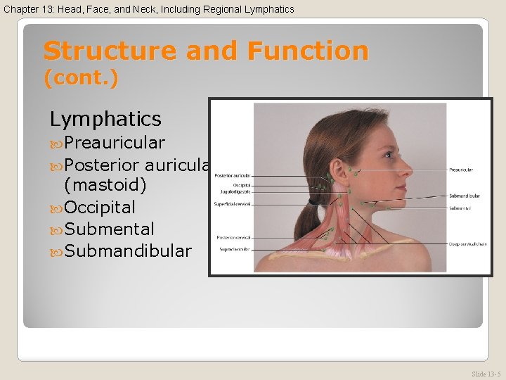Chapter 13: Head, Face, and Neck, Including Regional Lymphatics Structure and Function (cont. )