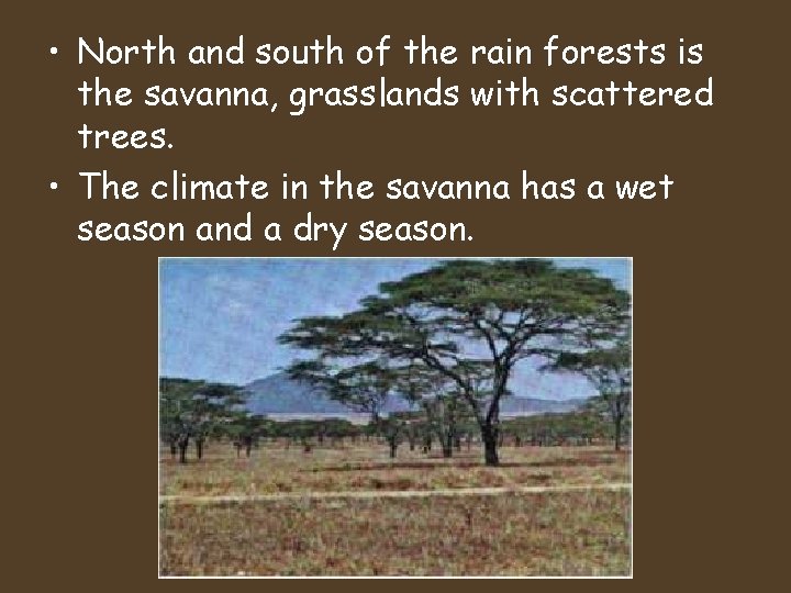  • North and south of the rain forests is the savanna, grasslands with