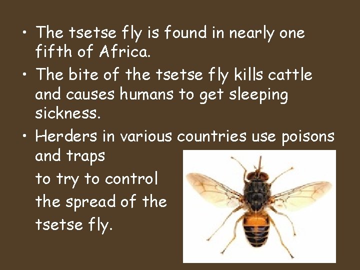  • The tsetse fly is found in nearly one fifth of Africa. •