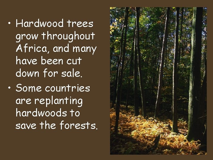 • Hardwood trees grow throughout Africa, and many have been cut down for • Hardwood trees grow throughout Africa, and many have been cut down for
