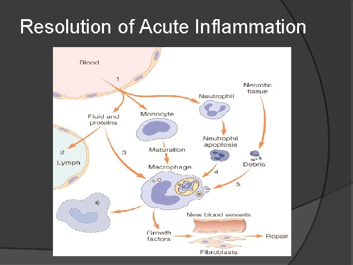 Resolution of Acute Inflammation 