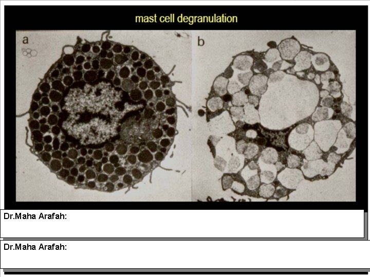 Dr. Maha Arafah: Dr. Maha Arafah: