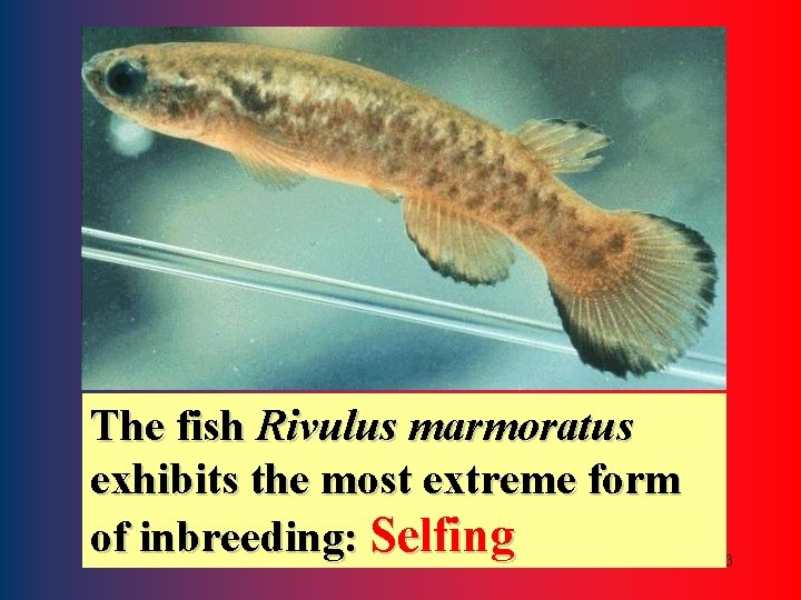 The fish Rivulus marmoratus exhibits the most extreme form of inbreeding: Selfing 13 