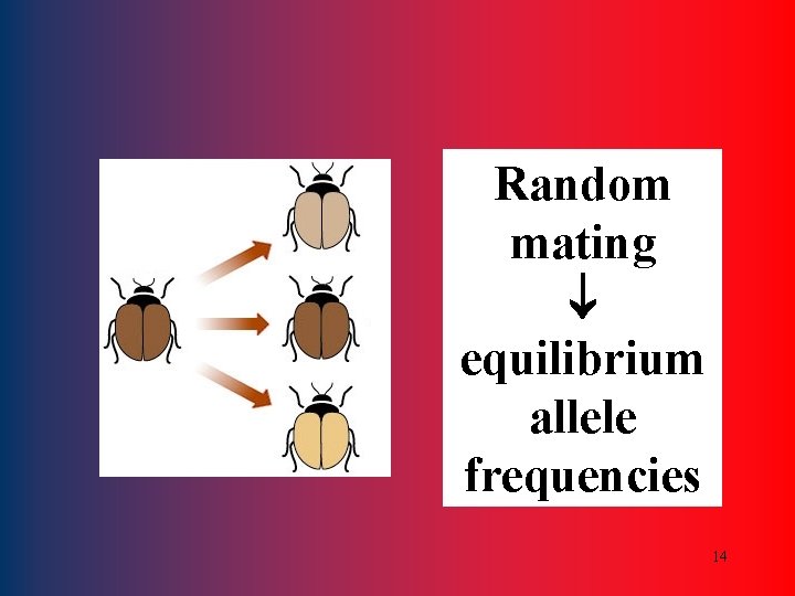 Random mating equilibrium allele frequencies 14 