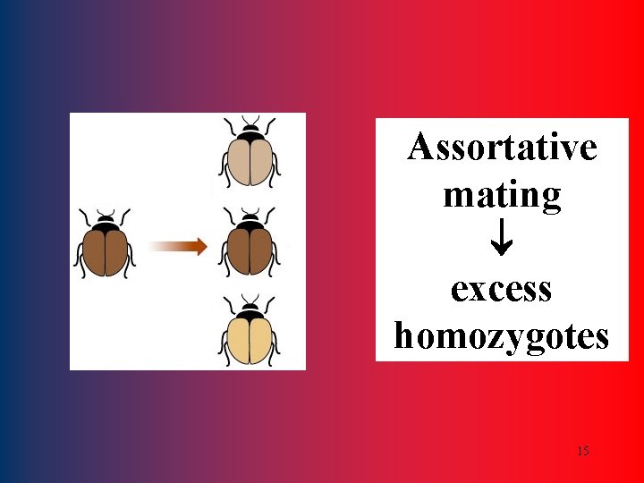 Assortative mating excess homozygotes 15 