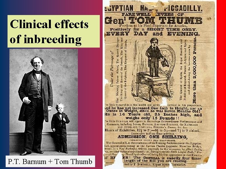 Clinical effects of inbreeding P. T. Barnum + Tom Thumb 19 