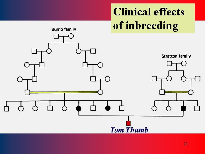 Clinical effects of inbreeding 20 