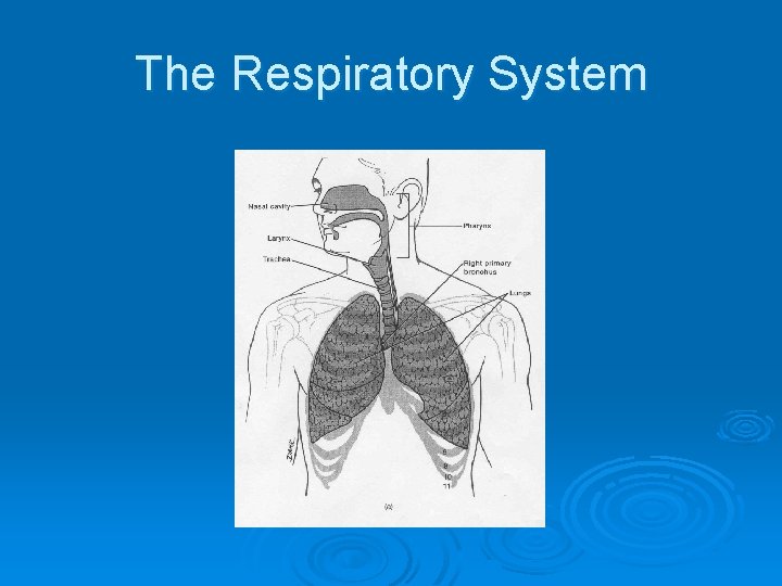 The Respiratory System 