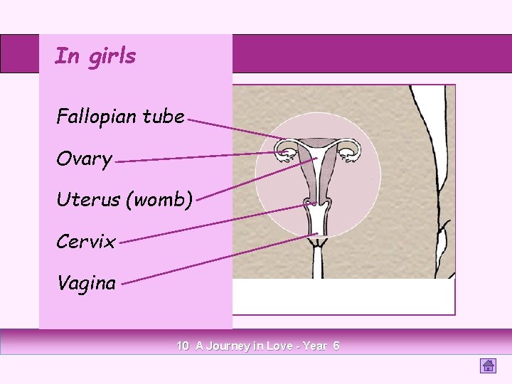 In girls Fallopian tube Ovary Uterus (womb) Cervix Vagina 10 A Journey in Love