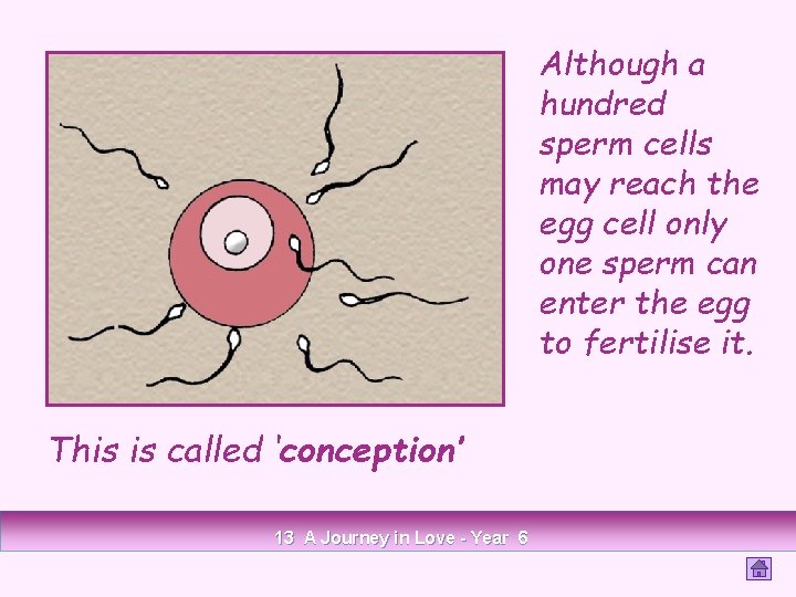 Although a hundred sperm cells may reach the egg cell only one sperm can
