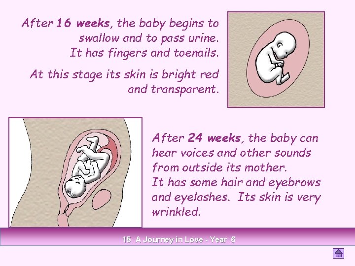 After 16 weeks, the baby begins to swallow and to pass urine. It has