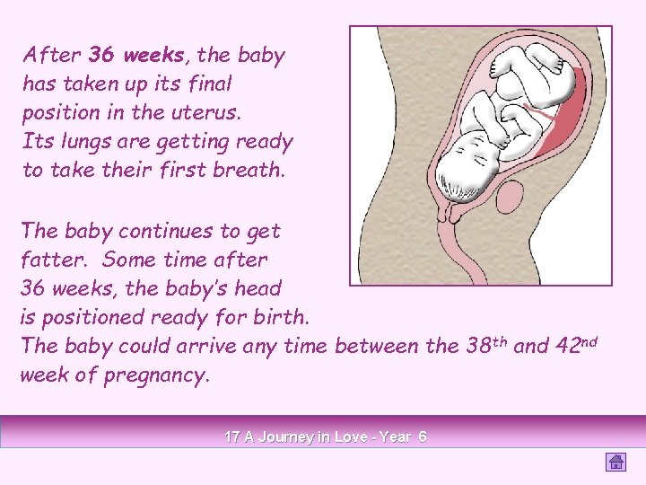 After 36 weeks, the baby has taken up its final position in the uterus.