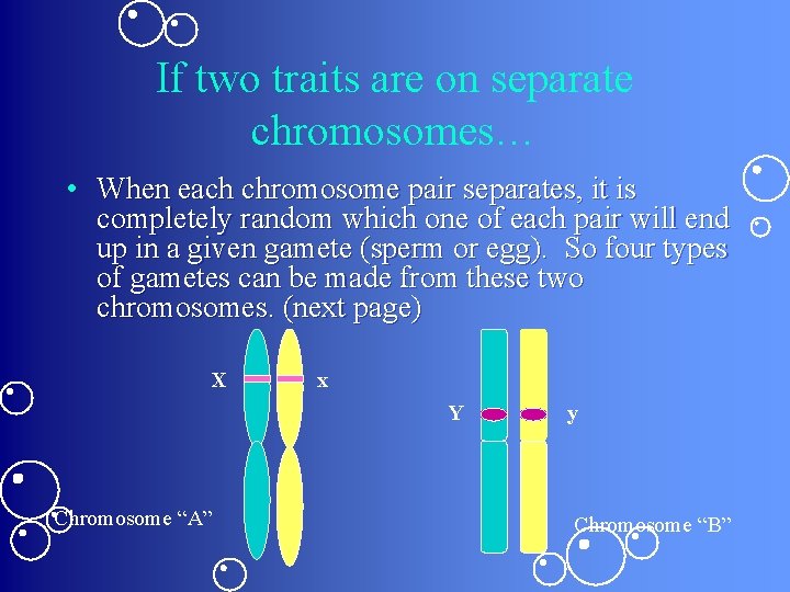 If two traits are on separate chromosomes… • When each chromosome pair separates, it If two traits are on separate chromosomes… • When each chromosome pair separates, it