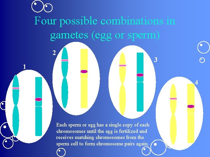 Four possible combinations in gametes (egg or sperm) 2 3 1 4 Each sperm Four possible combinations in gametes (egg or sperm) 2 3 1 4 Each sperm