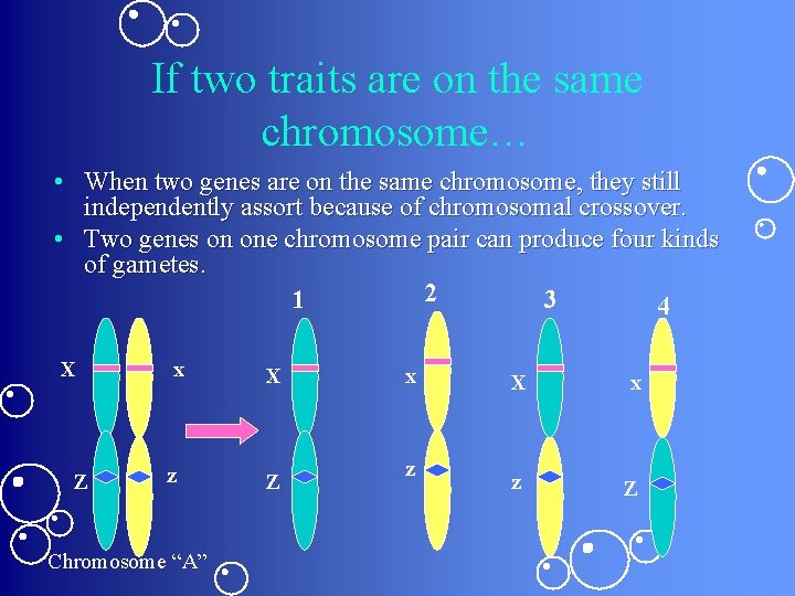 If two traits are on the same chromosome… • When two genes are on If two traits are on the same chromosome… • When two genes are on