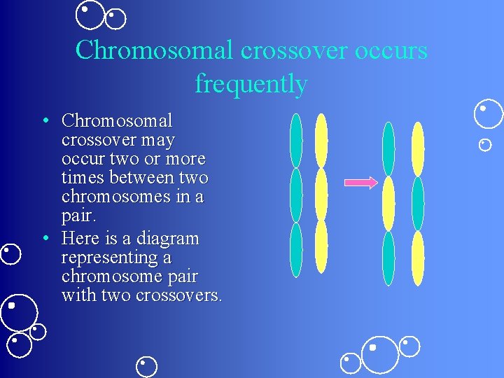 Chromosomal crossover occurs frequently • Chromosomal crossover may occur two or more times between Chromosomal crossover occurs frequently • Chromosomal crossover may occur two or more times between