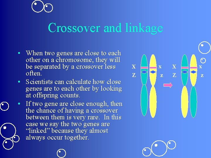 Crossover and linkage • When two genes are close to each other on a Crossover and linkage • When two genes are close to each other on a