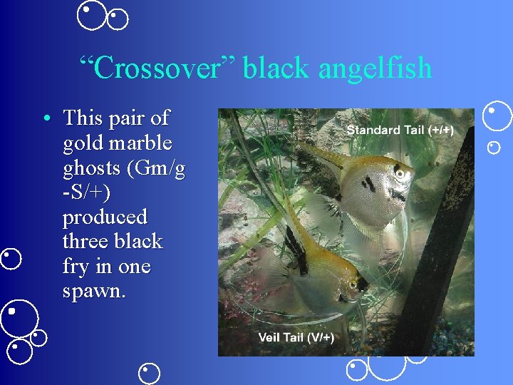 “Crossover” black angelfish • This pair of gold marble ghosts (Gm/g -S/+) produced three “Crossover” black angelfish • This pair of gold marble ghosts (Gm/g -S/+) produced three