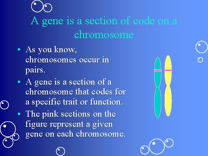A gene is a section of code on a chromosome • As you know, A gene is a section of code on a chromosome • As you know,