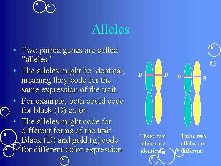 Alleles • Two paired genes are called “alleles. ” • The alleles might be Alleles • Two paired genes are called “alleles. ” • The alleles might be