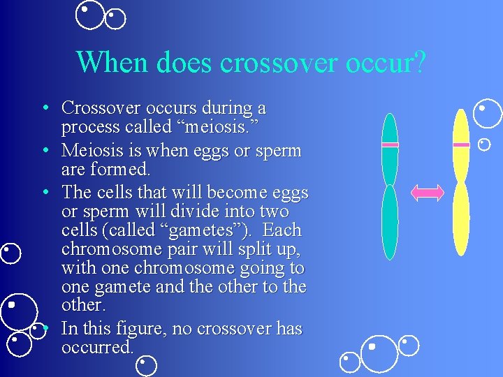 When does crossover occur? • Crossover occurs during a process called “meiosis. ” • When does crossover occur? • Crossover occurs during a process called “meiosis. ” •