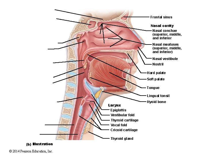 Frontal sinus Nasal cavity Nasal conchae (superior, middle, and inferior Nasal meatuses (superior, middle,