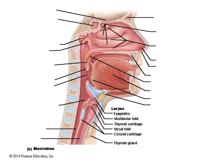 Larynx Epiglottis Vestibular fold Thyroid cartilage Vocal fold Cricoid cartilage Thyroid gland Illustration ©