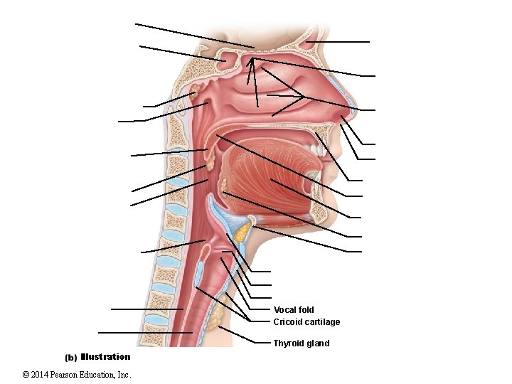 Vocal fold Cricoid cartilage Thyroid gland Illustration © 2014 Pearson Education, Inc. 