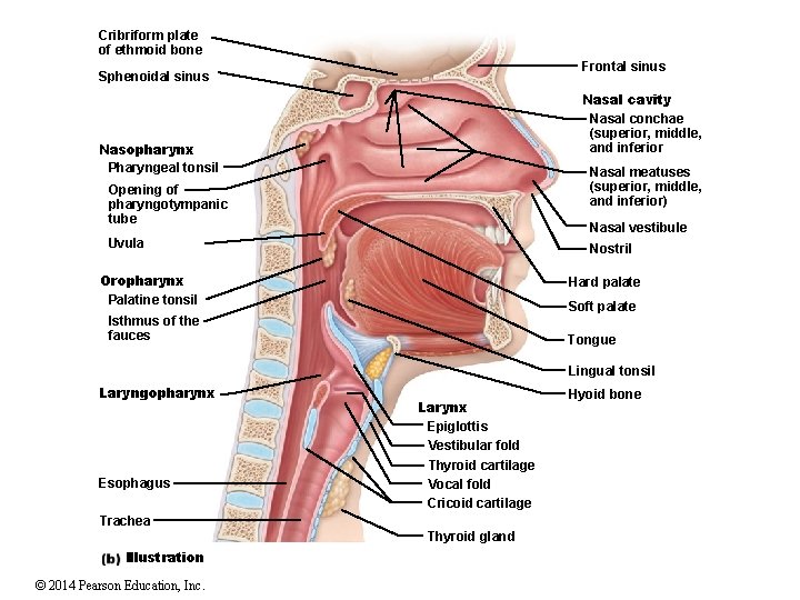 Cribriform plate of ethmoid bone Frontal sinus Sphenoidal sinus Nasal cavity Nasal conchae (superior,