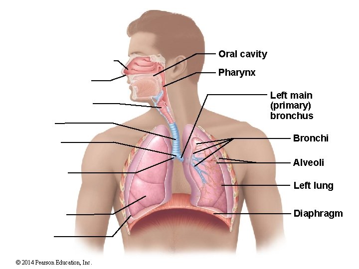 Oral cavity Pharynx Left main (primary) bronchus Bronchi Alveoli Left lung Diaphragm © 2014