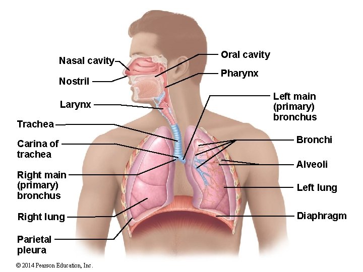 Nasal cavity Nostril Larynx Trachea Carina of trachea Right main (primary) bronchus Right lung