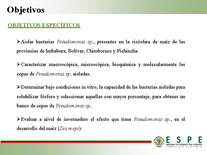 Objetivos OBJETIVOS ESPECÍFICOS ØAislar bacterias Pseudomonas sp. , presentes en la rizósfera de maíz