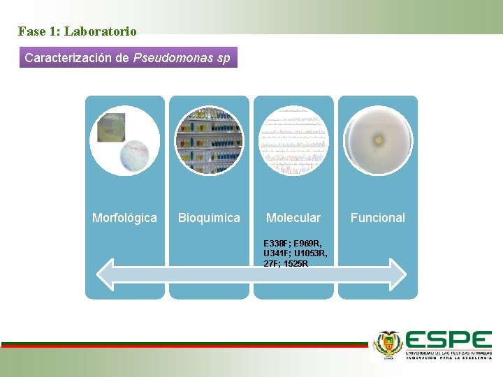 Fase 1: Laboratorio Caracterización de Pseudomonas sp Morfológica Bioquímica Molecular E 338 F; E