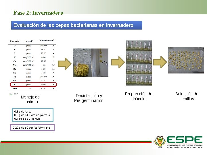 Fase 2: Invernadero Evaluación de las cepas bacterianas en invernadero Manejo del sustrato 0.