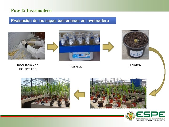 Fase 2: Invernadero Evaluación de las cepas bacterianas en invernadero Inoculación de las semillas