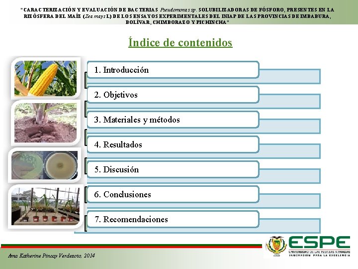 “CARACTERIZACIÓN Y EVALUACIÓN DE BACTERIAS Pseudomonas sp. SOLUBILIZADORAS DE FÓSFORO, PRESENTES EN LA RIZÓSFERA