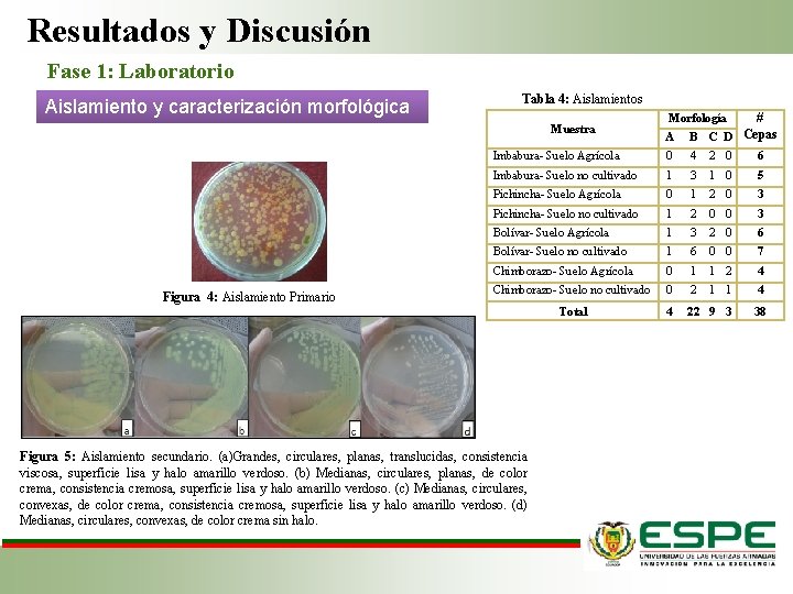 Resultados y Discusión Fase 1: Laboratorio Aislamiento y caracterización morfológica Tabla 4: Aislamientos Figura