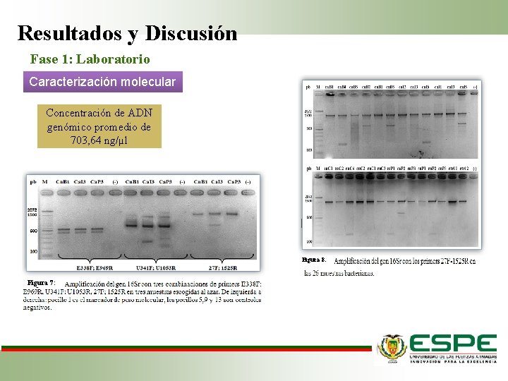 Resultados y Discusión Fase 1: Laboratorio Caracterización molecular Concentración de ADN genómico promedio de