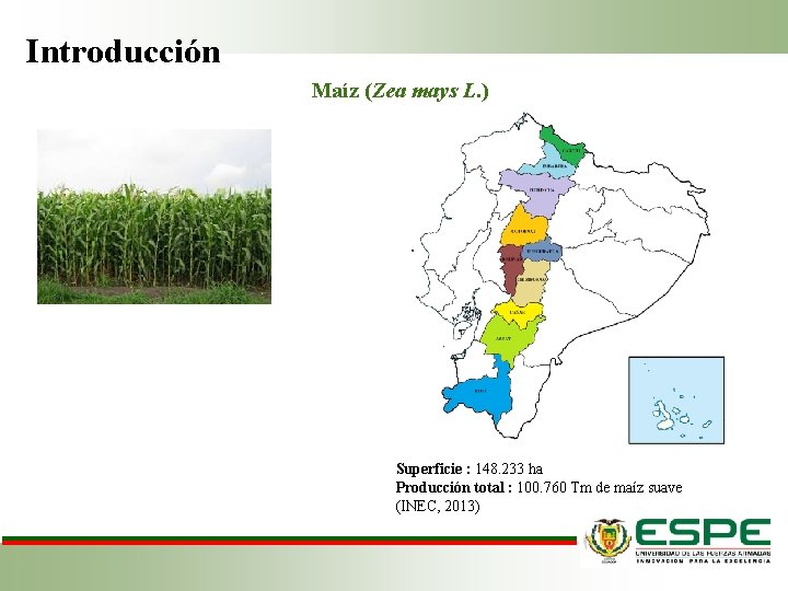 Introducción Maíz (Zea mays L. ) Superficie : 148. 233 ha Producción total :