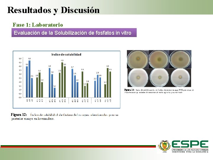 Resultados y Discusión Fase 1: Laboratorio Evaluación de la Solubilización de fosfatos in vitro