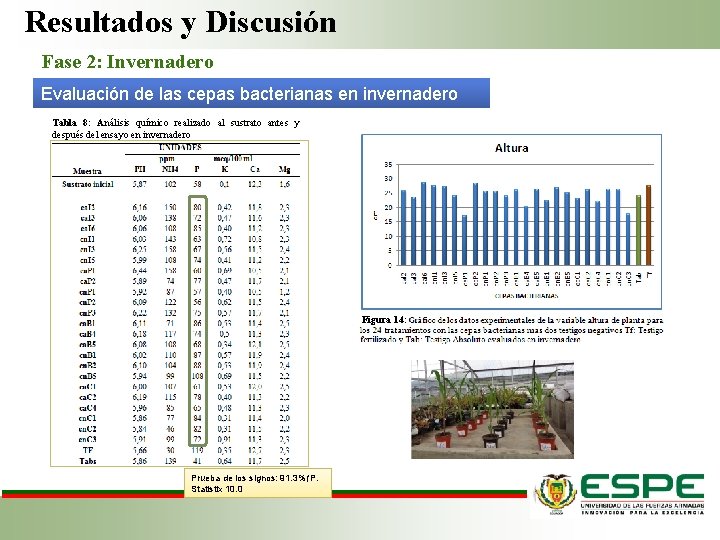 Resultados y Discusión Fase 2: Invernadero Evaluación de las cepas bacterianas en invernadero Tabla