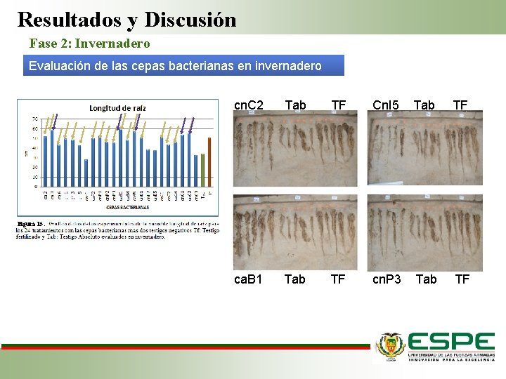 Resultados y Discusión Fase 2: Invernadero Evaluación de las cepas bacterianas en invernadero cn.