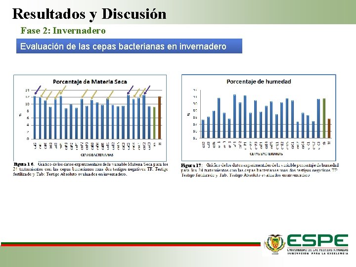 Resultados y Discusión Fase 2: Invernadero Evaluación de las cepas bacterianas en invernadero Figura