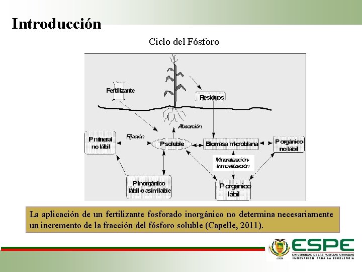 Introducción Ciclo del Fósforo La aplicación de un fertilizante fosforado inorgánico no determina necesariamente