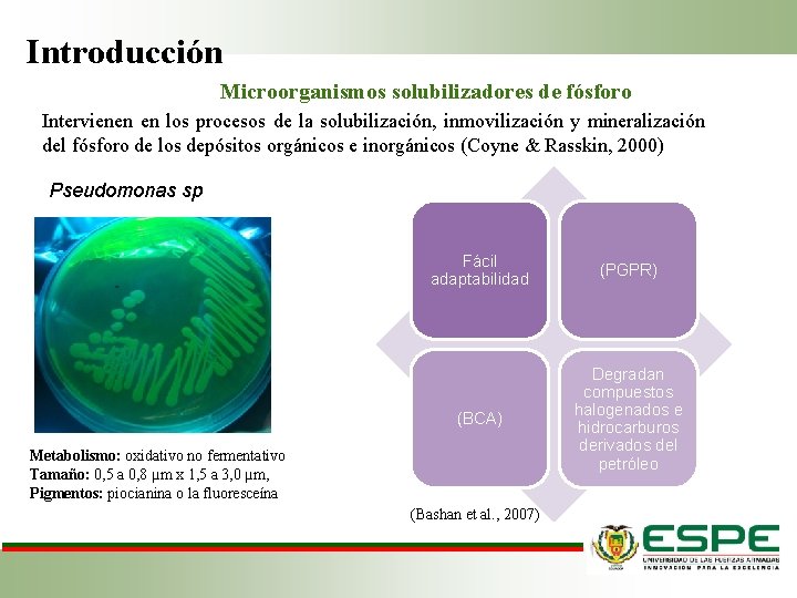 Introducción Microorganismos solubilizadores de fósforo Intervienen en los procesos de la solubilización, inmovilización y